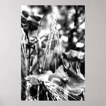 Mohnblumen-im-Kornfeld-SW Plakat