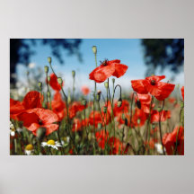 Mohnblumen No.1 Posters