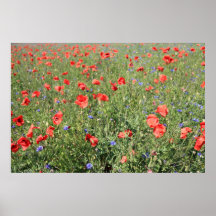 Mohnblumen Plakat