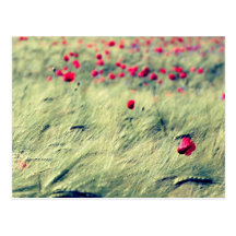 Mohnblumen Postkarte