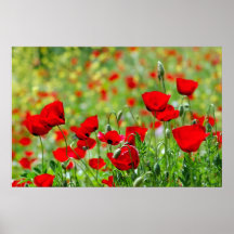 Mohnblumenfeldplakat