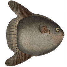 Molamola-Ozeansunfish-Magnet für Ihren Kühlschrank Acrylausschnitt