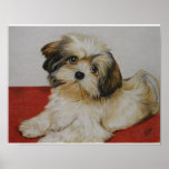 Molly Plakatdruck