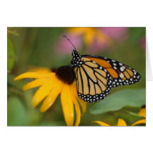 Monarch auf Blume Grußkarte