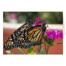 Monarch paart #1-Greeting Karten