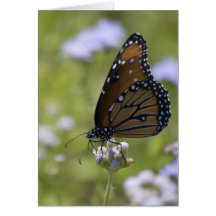 Monarch-Schmetterling auf weißen Blumen Grußkarte