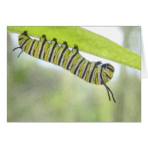 Monarch-Schmetterlings-Raupe, die einen Milkweed e Grußkarten