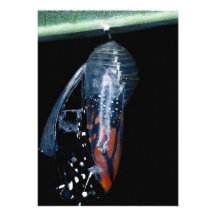 Monarchfalterauftauchen Ankündigung