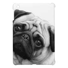 Mops-Hund