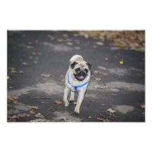 Mops Photographie