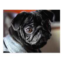 Mops Postkarten