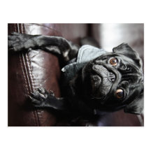 Mops Postkarten
