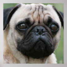 Mops-Welpen-Hundeplakat