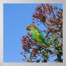 Moschus Lorikeet Plakatdrucke