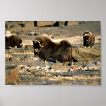 Moschus-Ochse Plakate