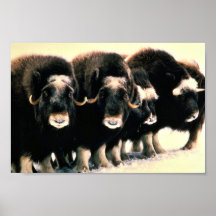 Moschus-Ochsen Plakate