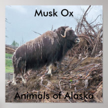 Moschus OchseTiere von Alaska-Plakat