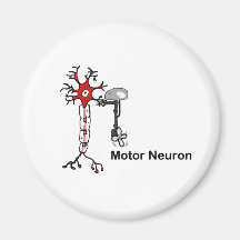 Motoneuron Magnete