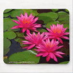 Mousepad - Wasserlilien am San Diego Balboa-Park mauspads
