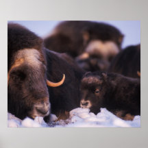 muskox, Ovibos moschatus, Kuh mit neugeborenem, Posterdrucke