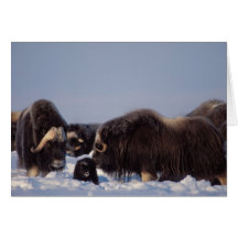 muskox, Ovibos moschatus, Stier und Kuh mit Grußkarte