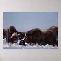 muskox, Ovibos moschatus, Stier und Kuh mit Plakatdrucke