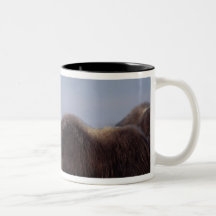 muskox, Ovibos moschatus, Stier und Kuh mit Tee Haferl