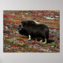 Muskox Plakatdrucke