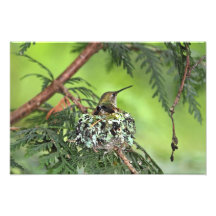 Mutter-Kolibri auf Nest Photodrucke