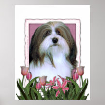 Mutter-Tag - rosa Tulpen - Havanese Plakatdrucke