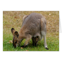 Mutterund Babyhübscher gegenübergestellter Wallaby Grußkarten