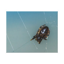 My Web Stretched Canvas Print