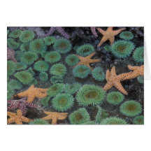 N.A., USA, Washington, olympischer Nationalpark, 2 Karte