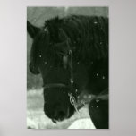 Nah oben vom schwarzen Pferd Posterdrucke