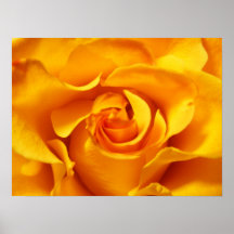 Nah oben von einer gelben Rose Poster