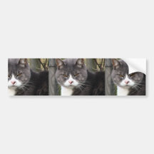Nahaufnahme der fetten schwarzen Tabby-Katze mit B Auto Aufkleber