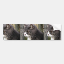 Nahaufnahme der fetten schwarzen Tabby-Katze mit B Auto Sticker