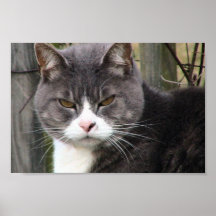 Nahaufnahme der fetten schwarzen Tabby-Katze mit B Plakatdrucke