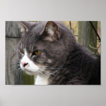 Nahaufnahme der fetten schwarzen Tabby-Katze mit B Posterdruck