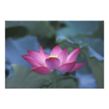 Nahaufnahme der roten Lotos-Blume und des grünen B Fotodruck