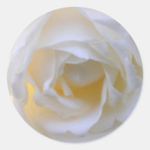nahe hohe runde Aufkleber der weißen Rose