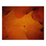 Nahes hohes Autmn Blatt 8X10 Kunst Fotos