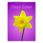 Narzissen-Ostern-Karte