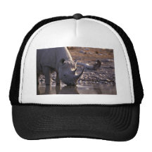 Nashorn, das an einem Bewässerungsplatz trinkt Baseballcaps