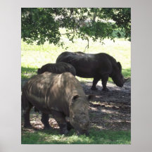 Nashorn-Familie Posterdrucke