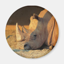 Nashorn im Sonnenuntergang-Magneten
