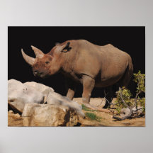 Nashorn Posterdruck