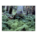 Nationalpark-Postkarte