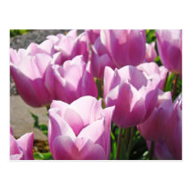 Natur-bunte helle lila Tulpe-Blumen mit Blumen Postkarten