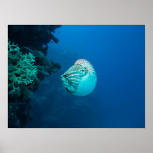 Nautilus-Plakat